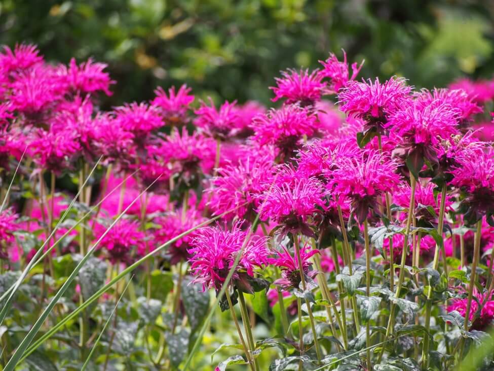 Mélisse ou Bergamote sauvage (Monarda fistulosa) Fleurs roses