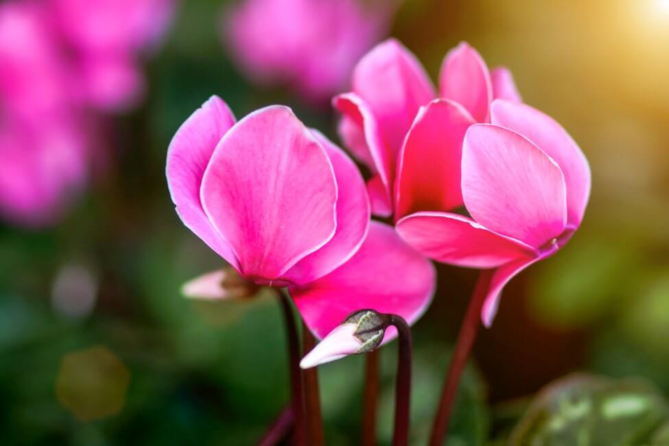 Cyclamen (Cyclamen) Fleurs roses