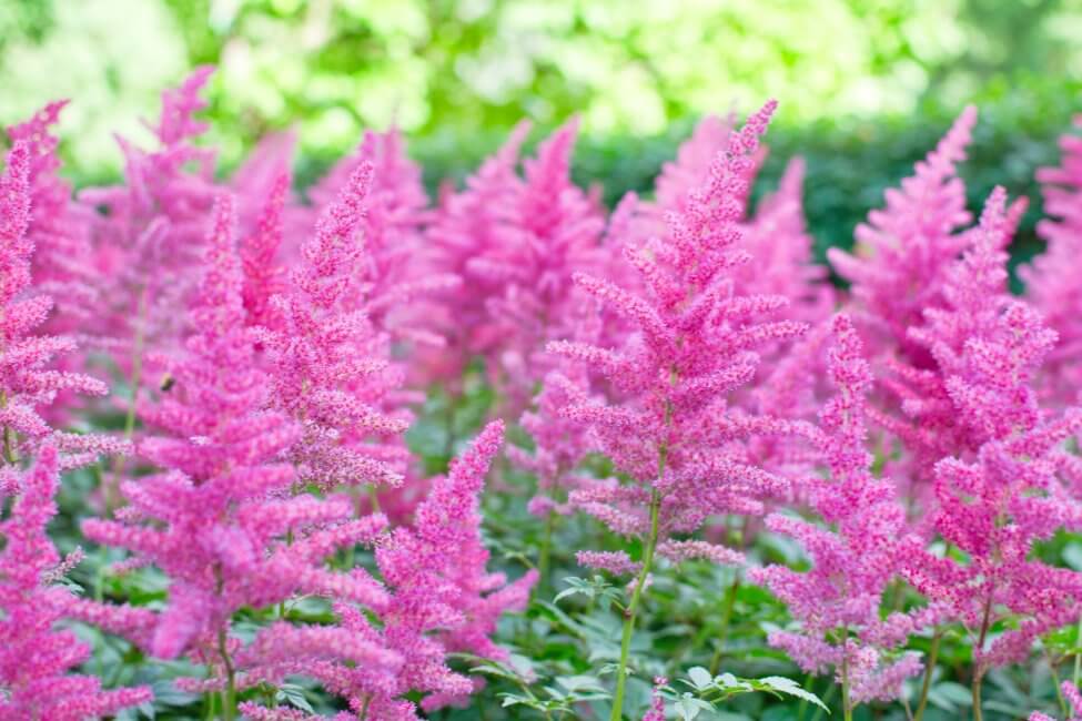 Astilbe (Astilbe)