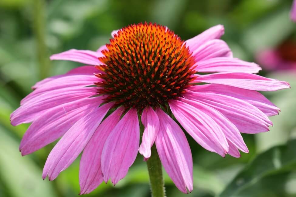 Tournesol (Echinacea) Fleurs roses