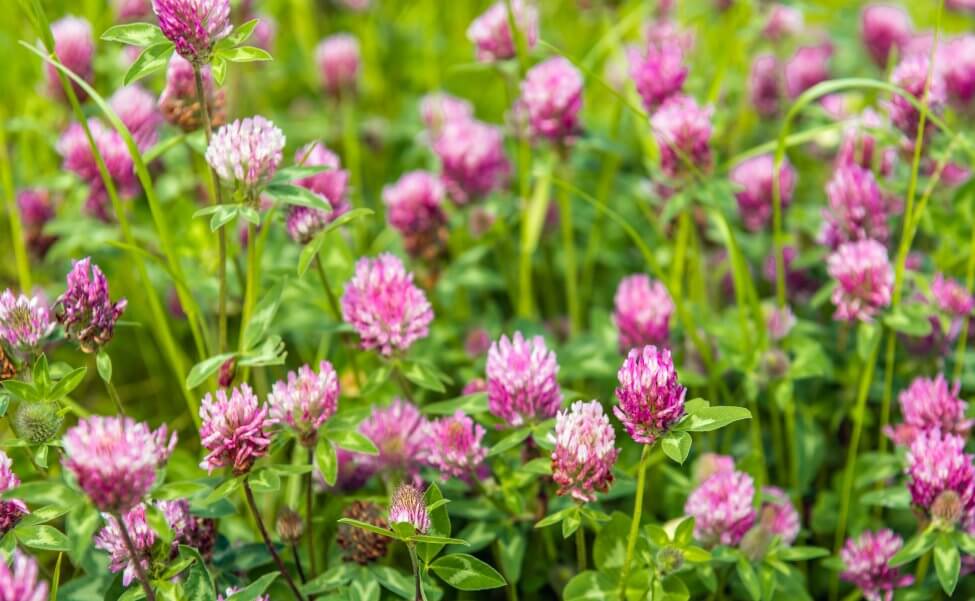 Trèfle (Trifolium) Fleurs roses