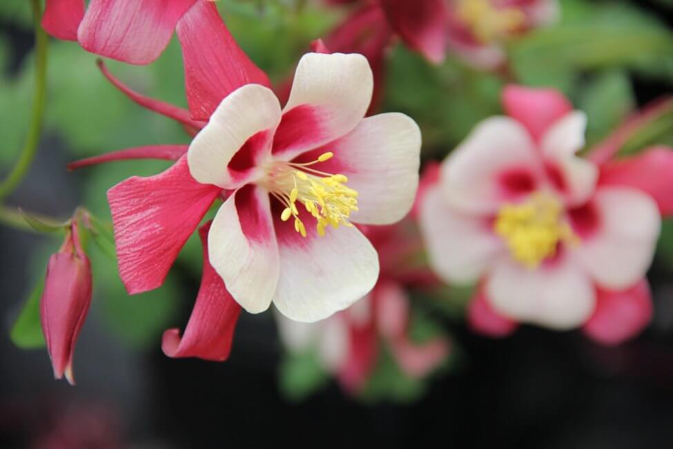 Ancolie (Aquilegia) Fleurs roses
