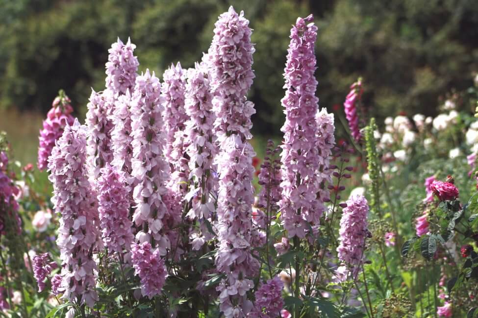 Delphinium (Delphinium)