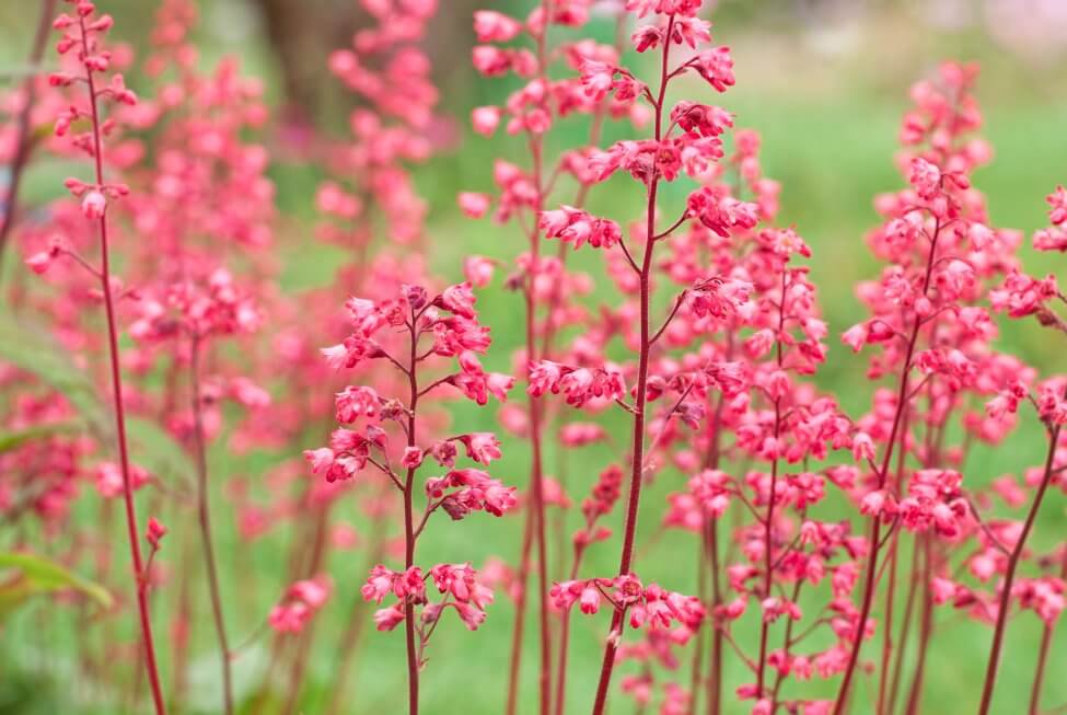 Coral Bells (Heuchera) Fleurs roses