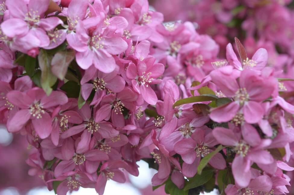 Fleur de pommetier (Malus) Fleurs roses