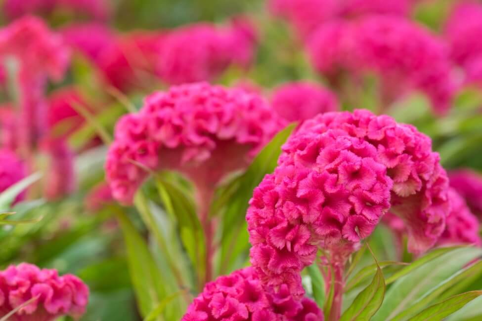 Dactyle (Celosia) Fleurs roses