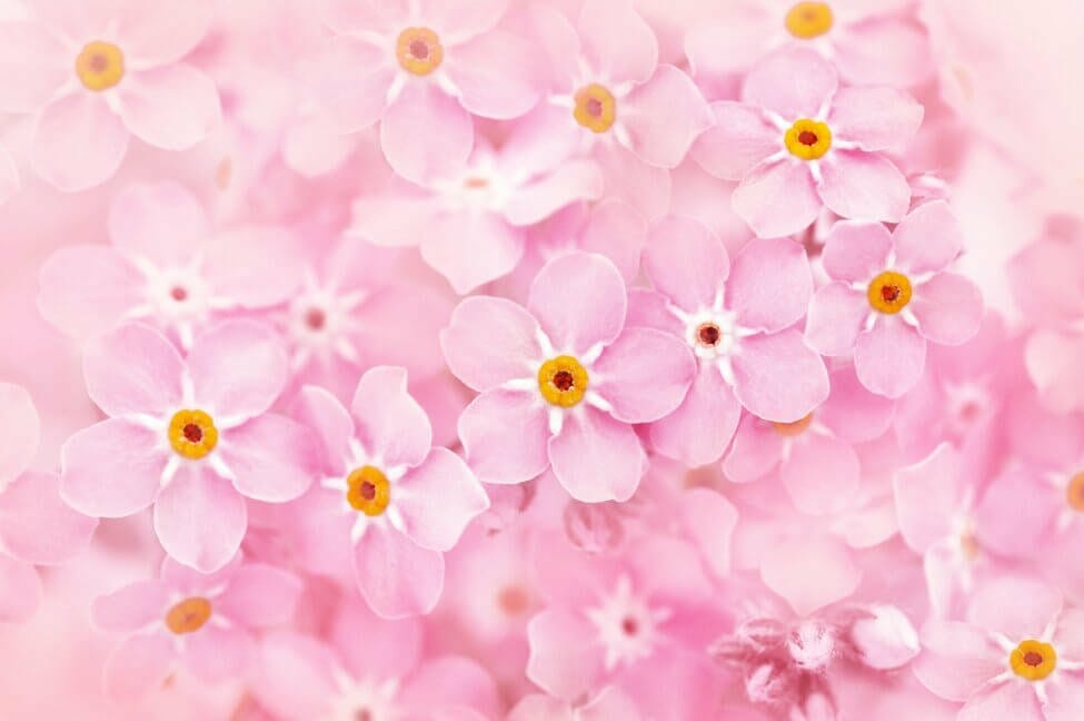 Oublie-moi (Myosotis)