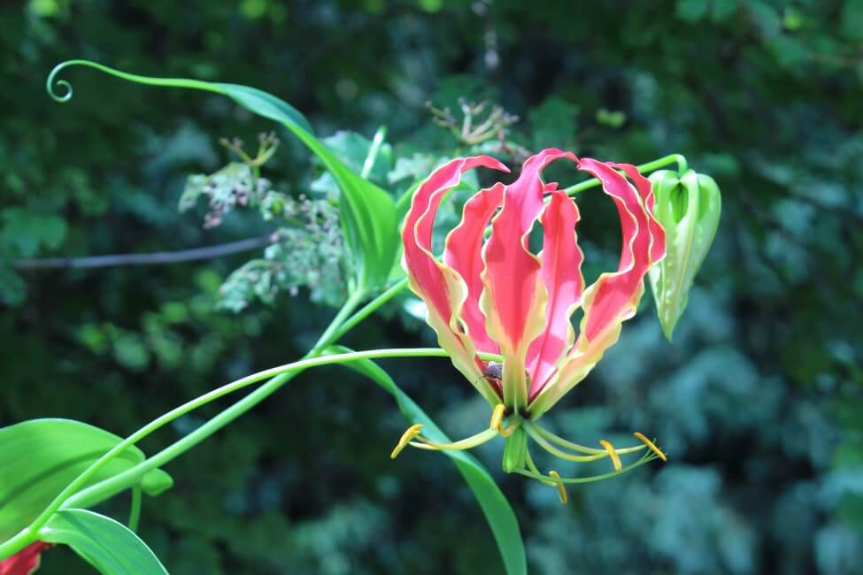 Lys gloriosa (Gloriosa)