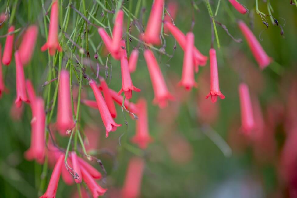 Fleur de pétard (Crossandra infundibuliformis)
