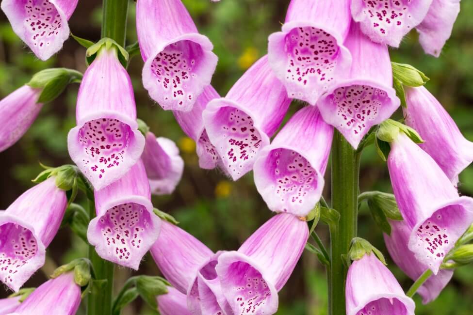 Digitale (Digitalis)