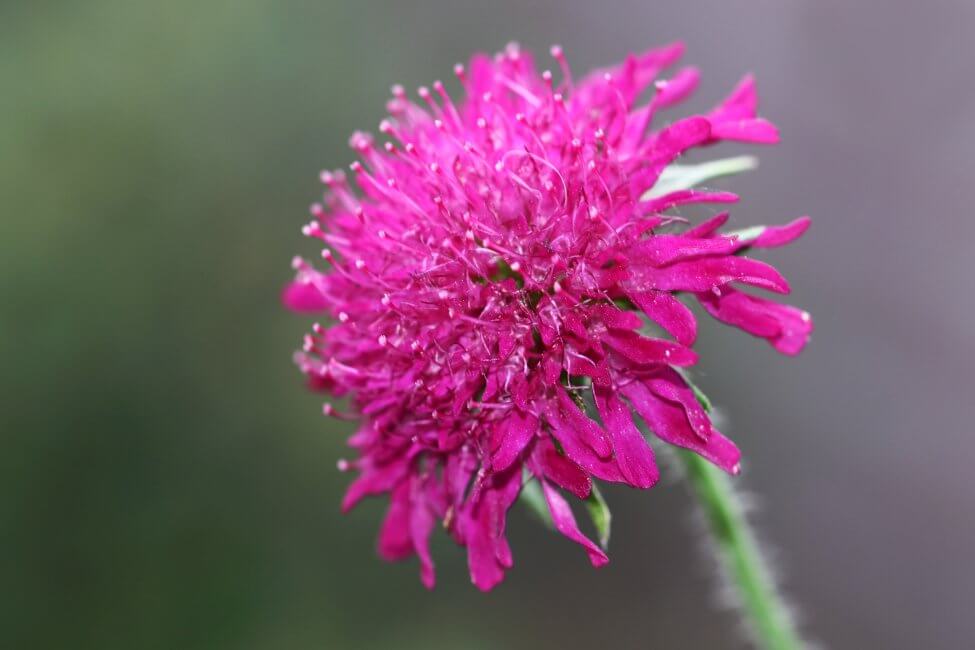 Knautia (Knautia)
