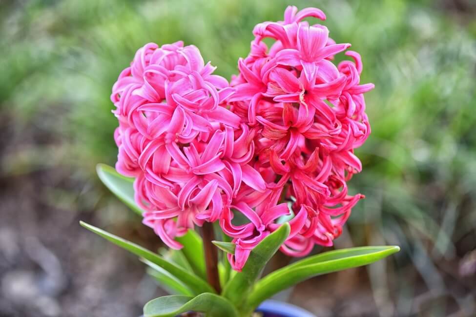 Jacinthe (Hyacinthus)