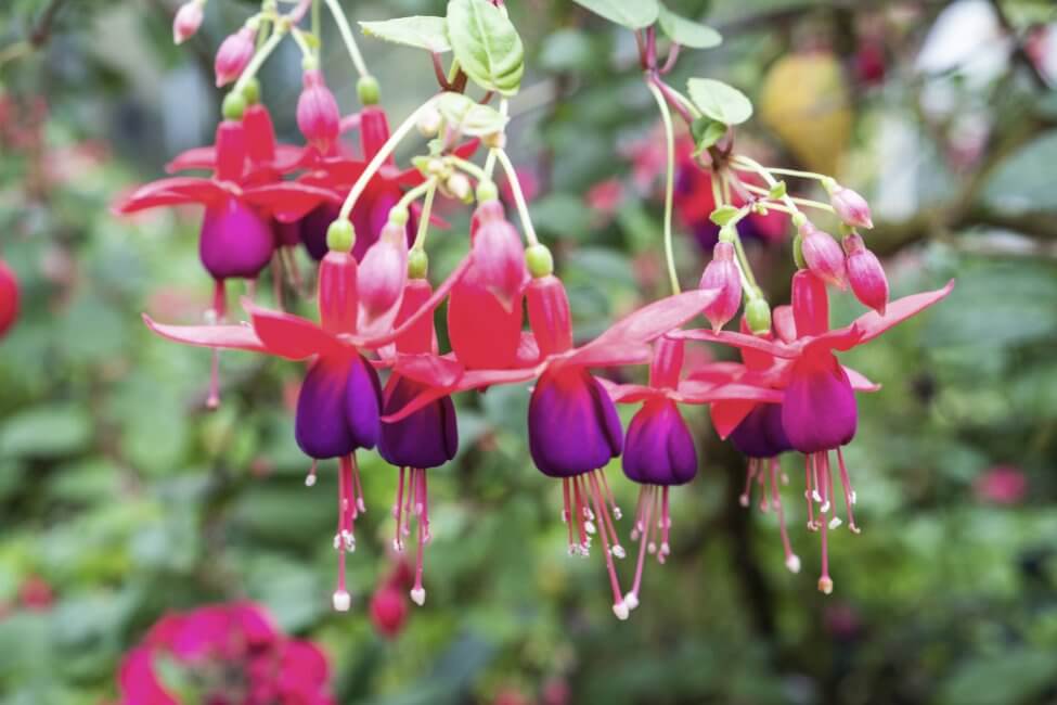 Fuchsia (Fuchsia)