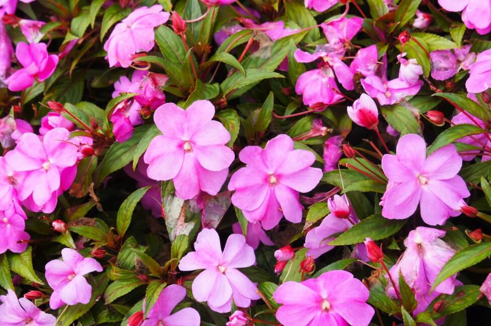 Impatiens (Impatiens)