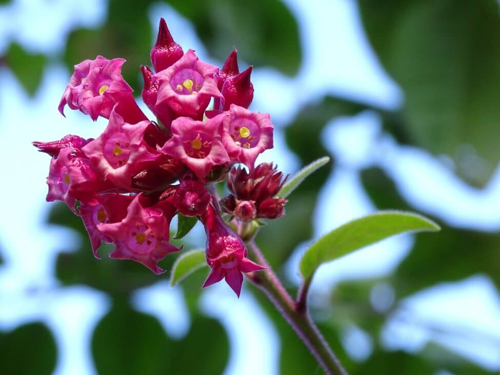 Jessamines (Cestrum elegans)