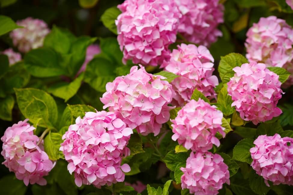 Hortensia (Hydrangea)