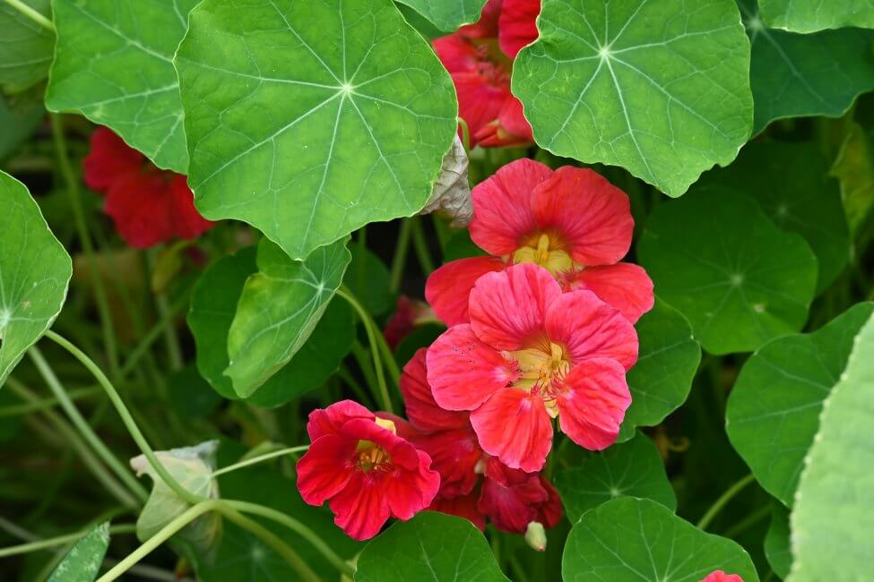 Capucine (Tropaeolum)