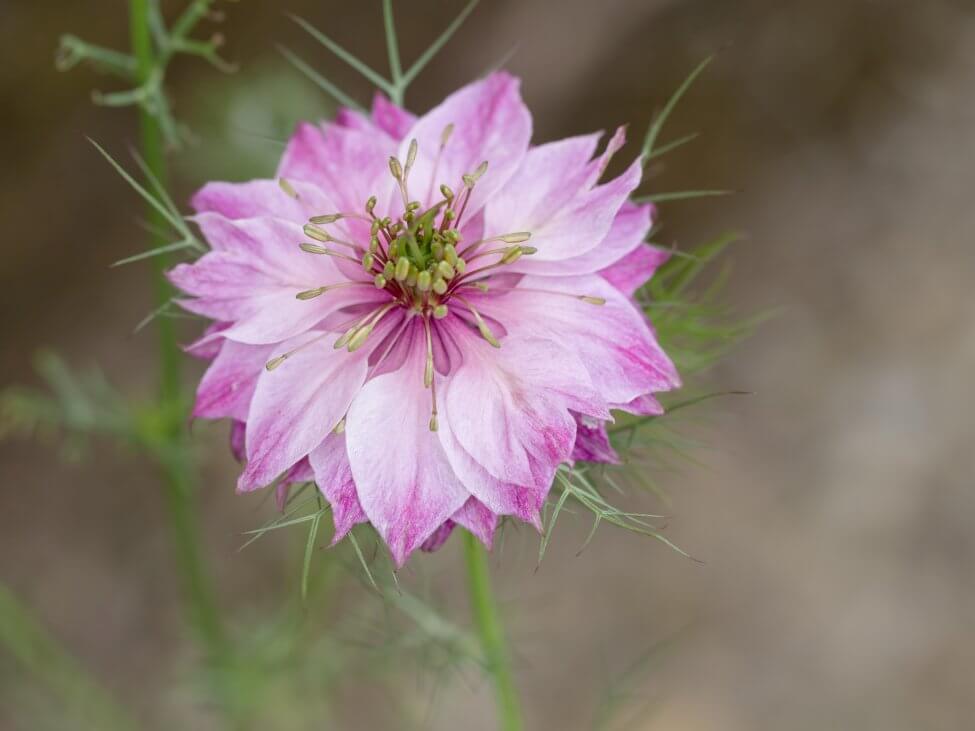 L'amour dans la brume (Nigella damascena)