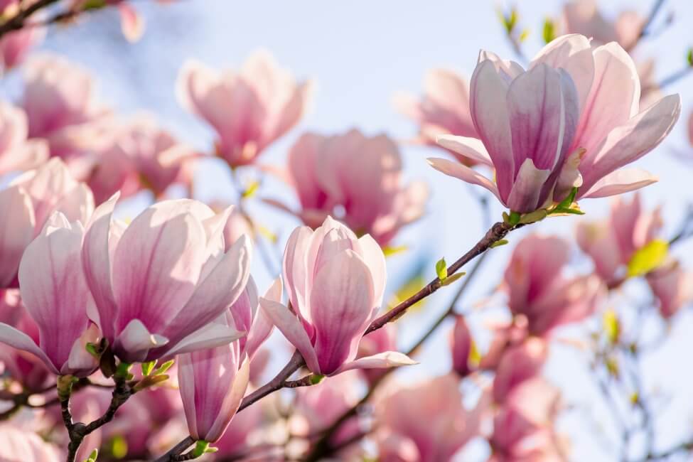 Magnolias (Magnolia)