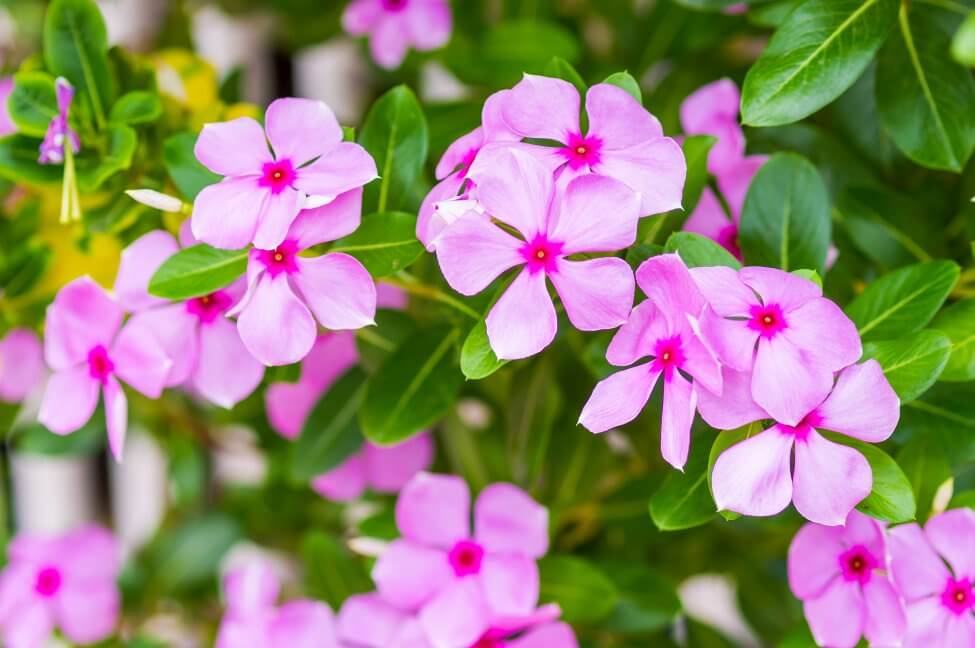 Pervenche de Madagascar (Catharanthus roseus)