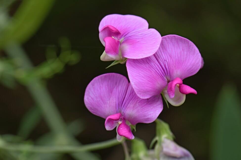 Lathyrus (Lathyrus)