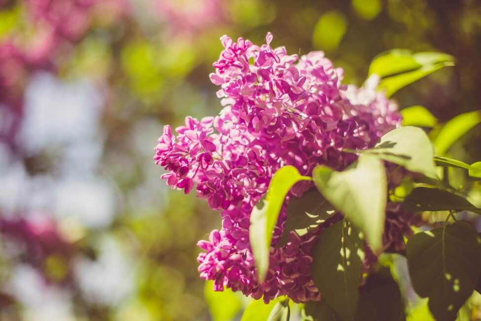Lilas (Syringa)
