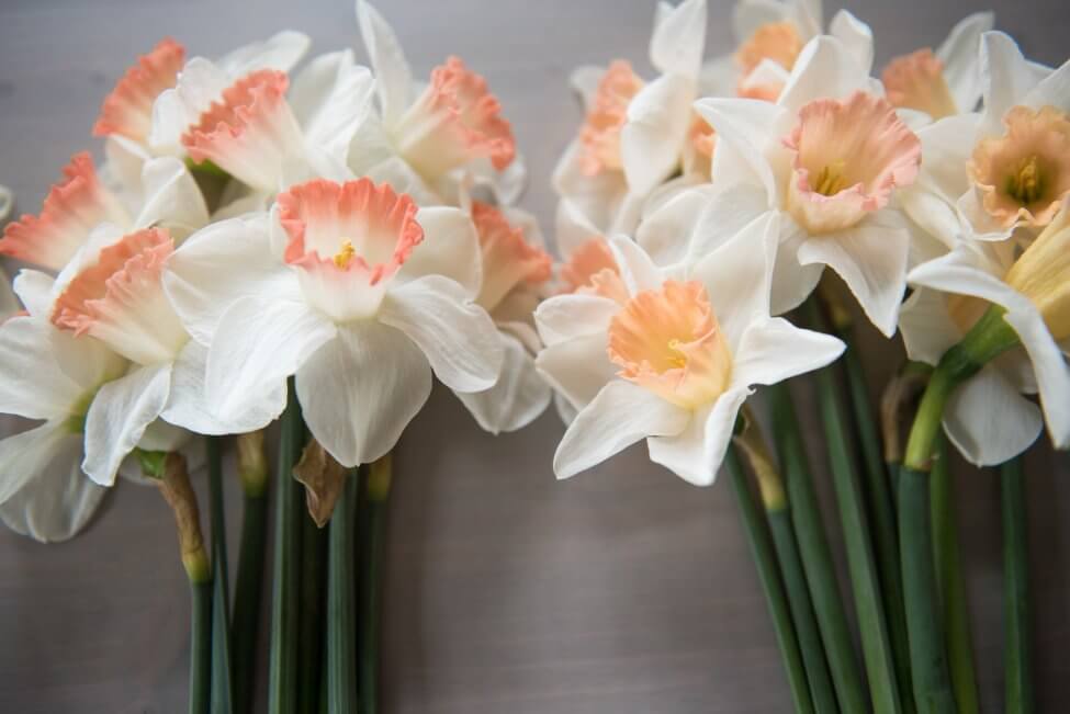 Jonquille rose (Narcisse)