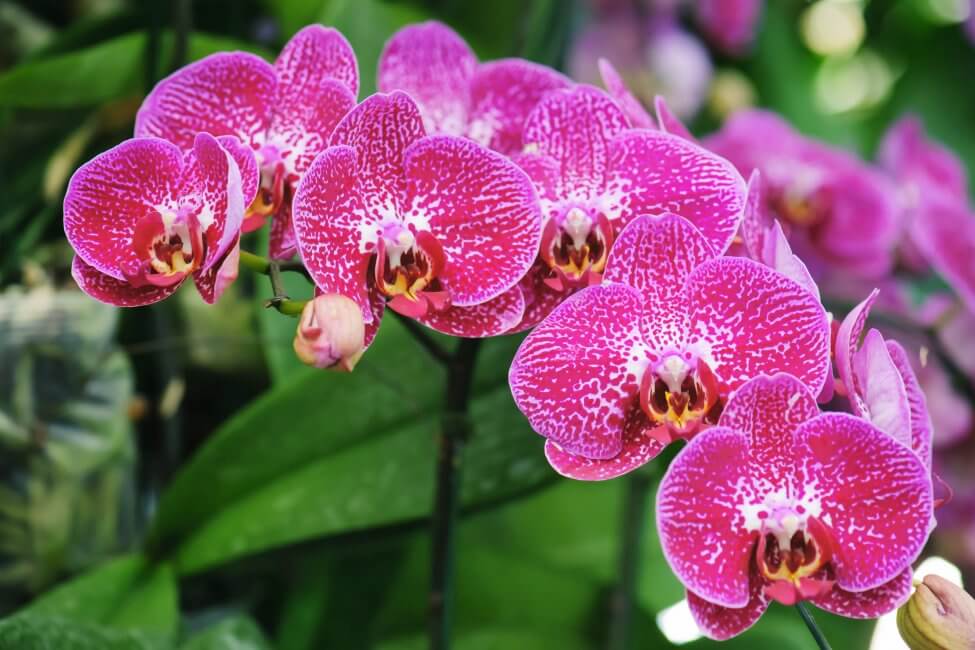 Orchidée (Orchidaceae)