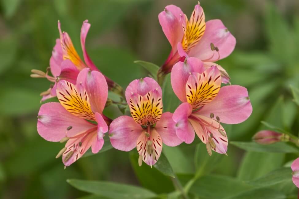 Lys du Pérou (Alstroemeria)