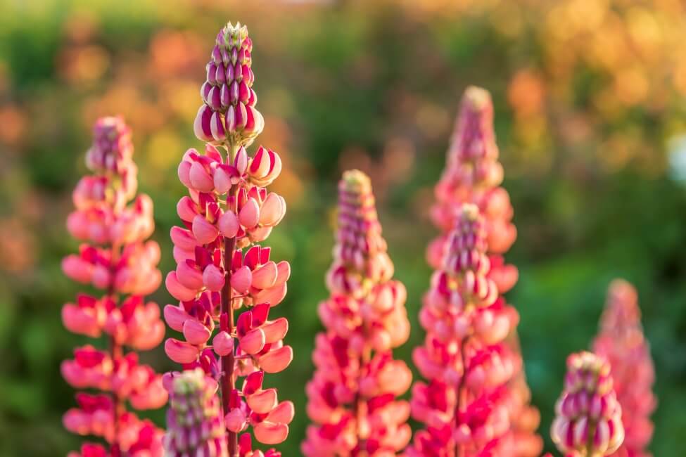 Lupin (Lupinus)