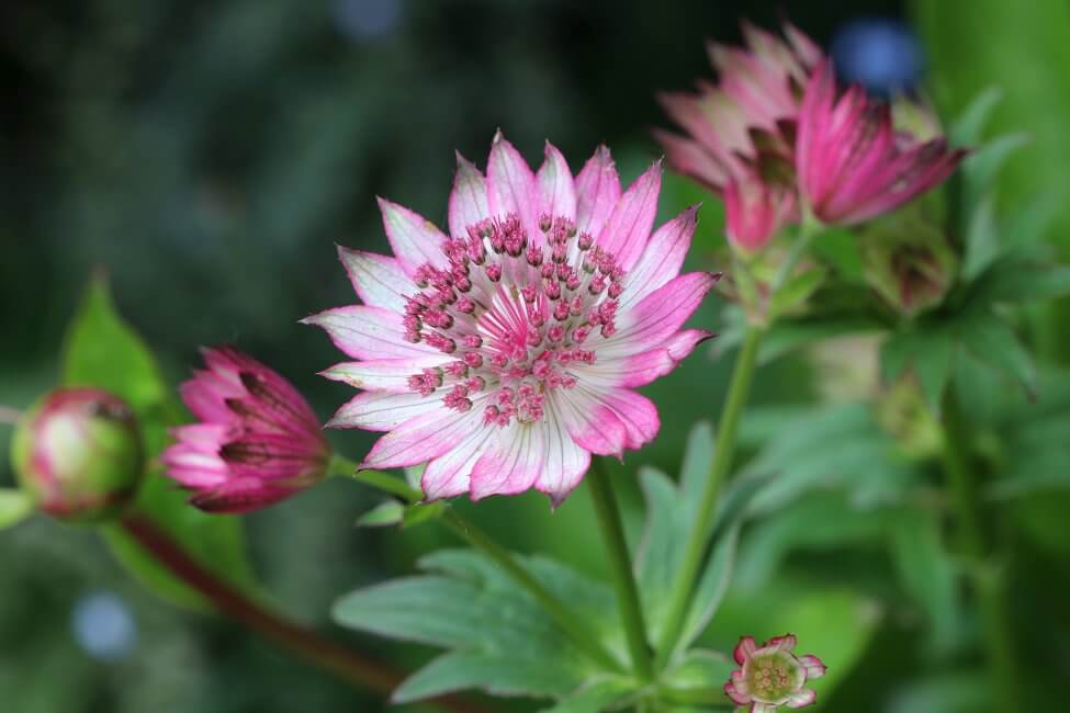 Astrantia (Astrantia)