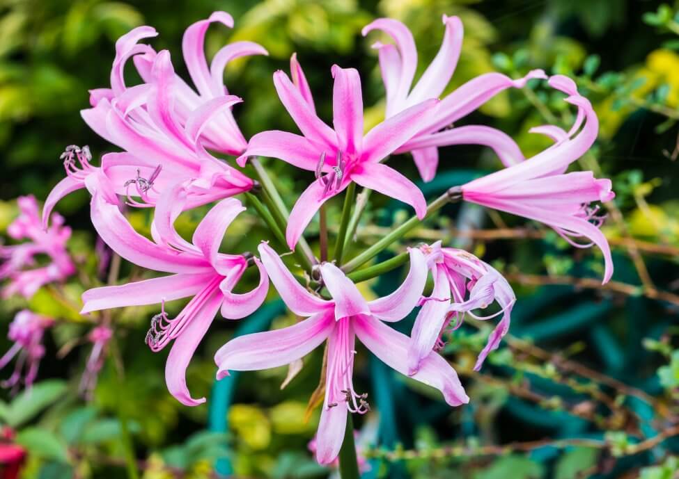 Nerine (Nerine)