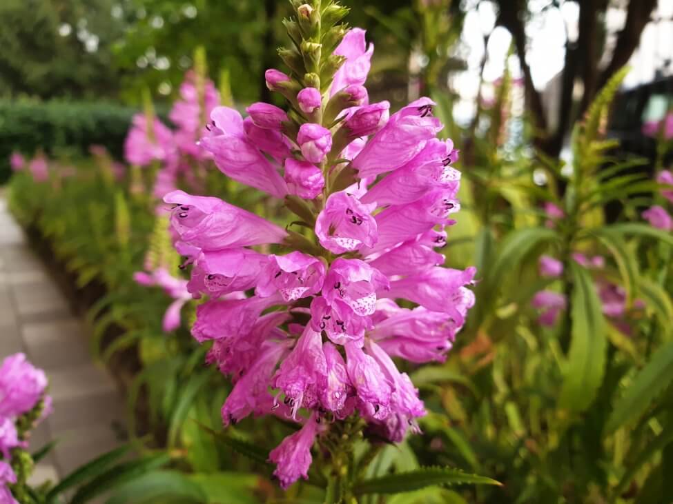 Lionshearts (Physostegia)