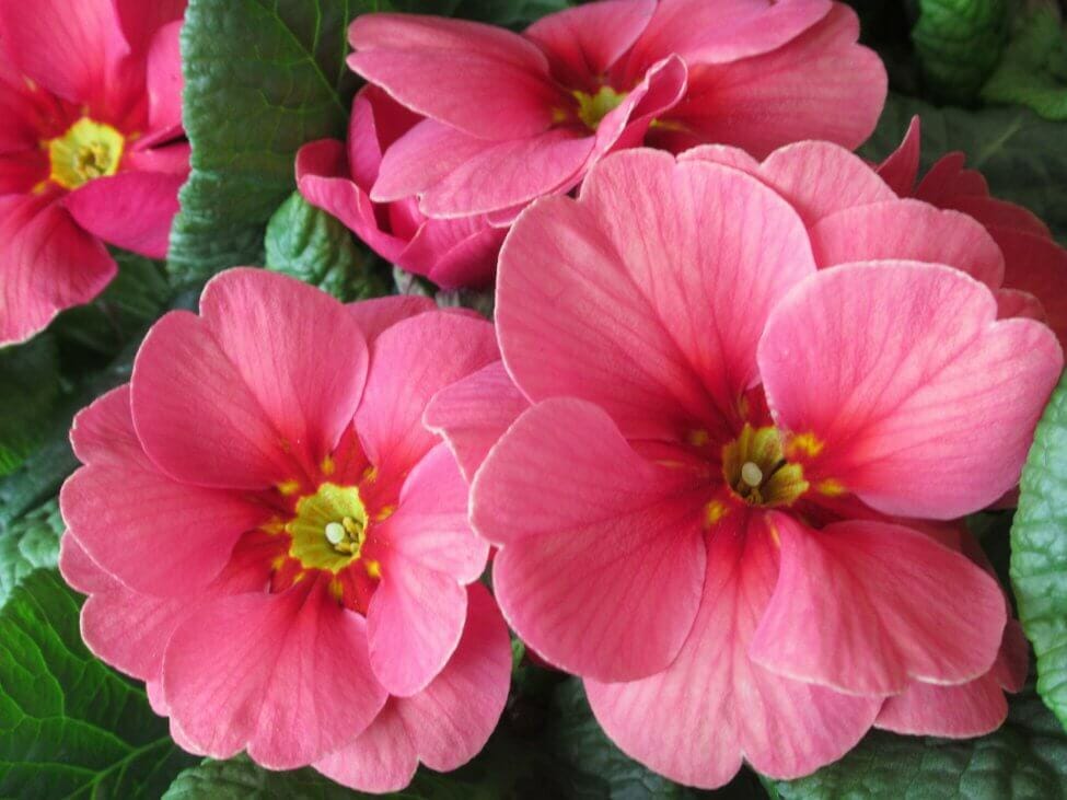 Primevère (Primula vulgaris)