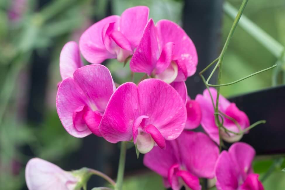 Pois de senteur (Lathyrus odoratus)