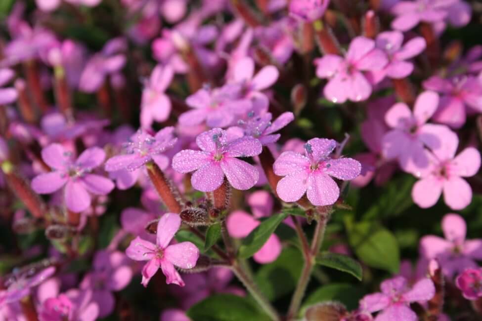 Saponaires (Saponaria)