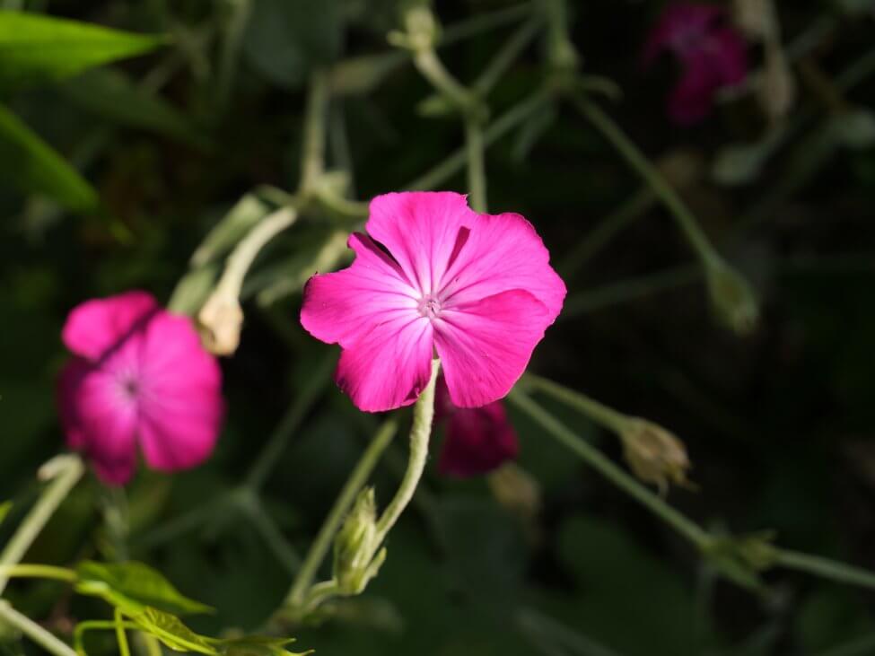 Campagnol rose (Silene coronaria aka Lychnis coronaria)
