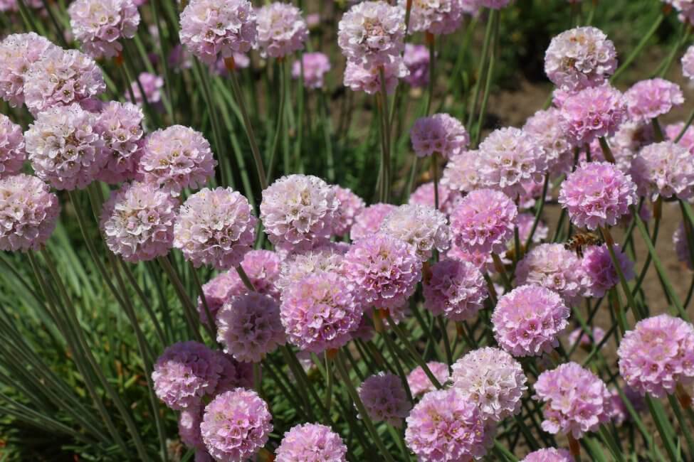 Armeria meritima (Armeria meritima)
