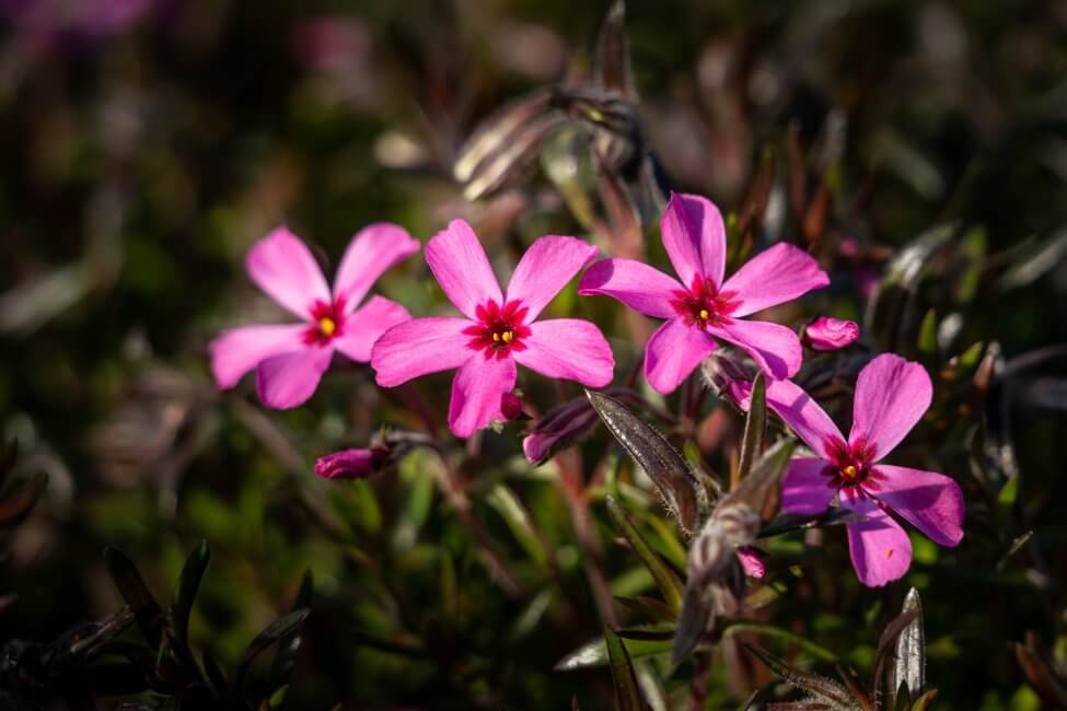 Ail commun (Tulbaghia violacea)