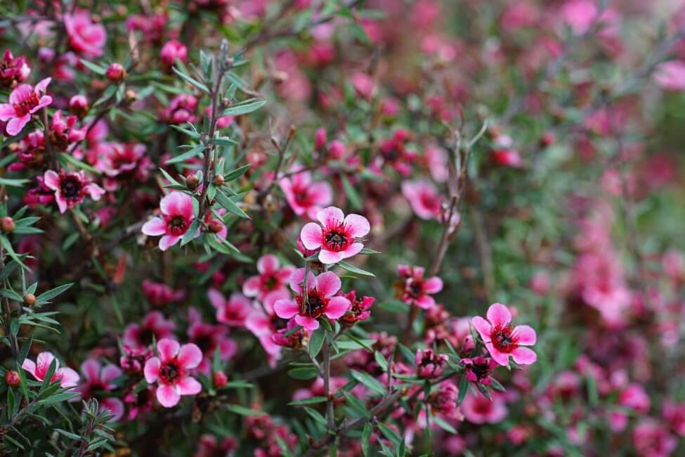 Fleur de cire (Chamelaucium uncinatum)