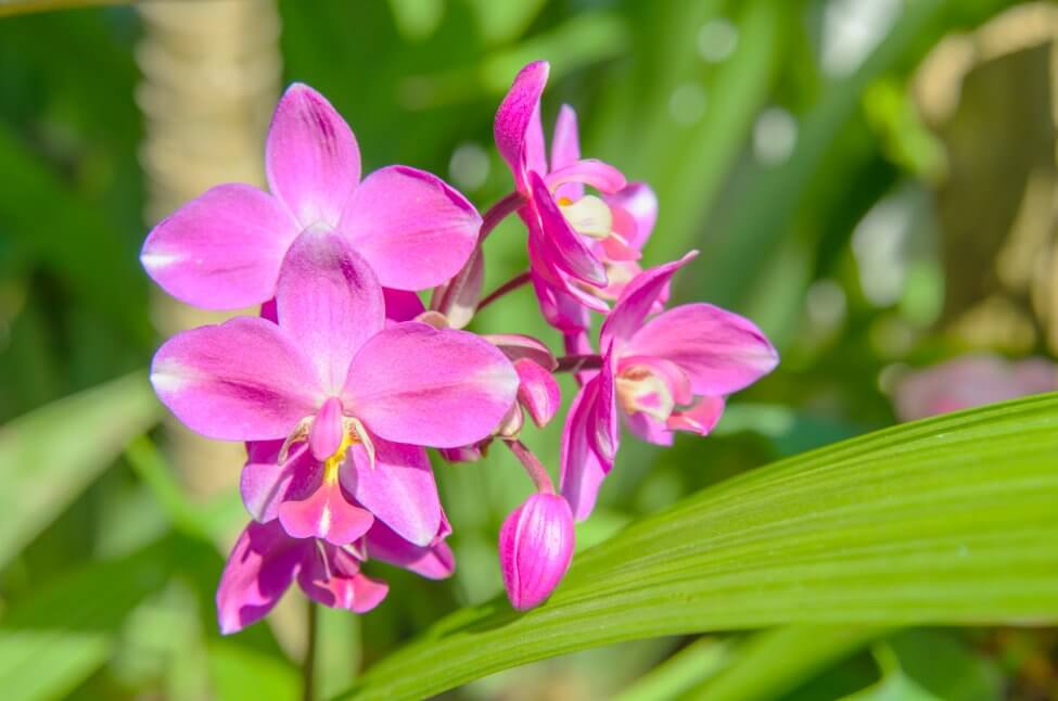 Orchidée de l'urne (Bletilla)
