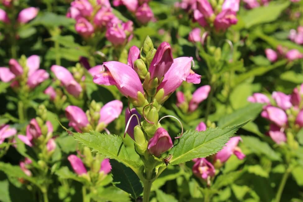 Tête de tortue (Chelone)