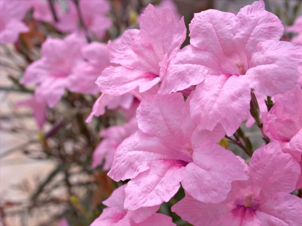 Tubéreuse (Agave amica)