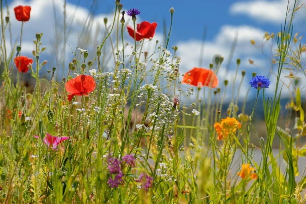 Fleurs sauvages annuelles