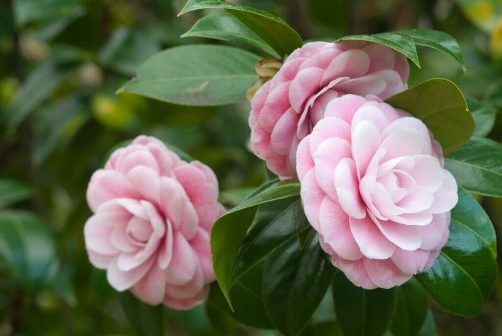 Les fleurs de camélia ont-elles des vertus médicinales ?