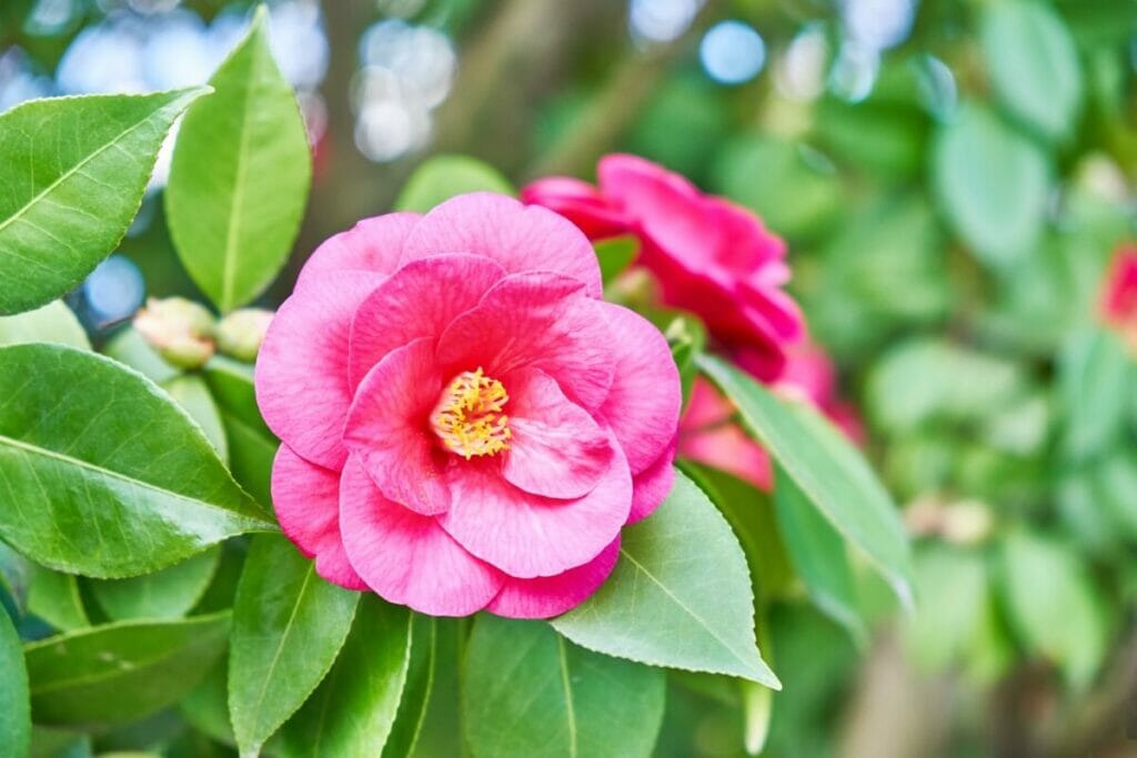 Les camélias sont-ils des plantes à feuilles persistantes ?