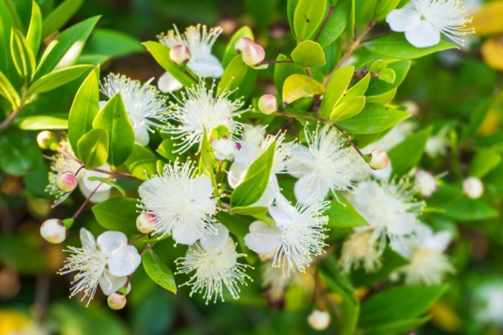 A propos des fleurs de myrte