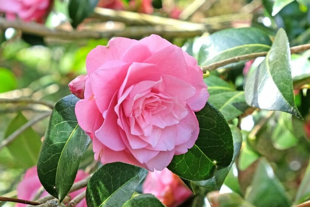 Comment prendre soin des camélias pour une floraison maximale