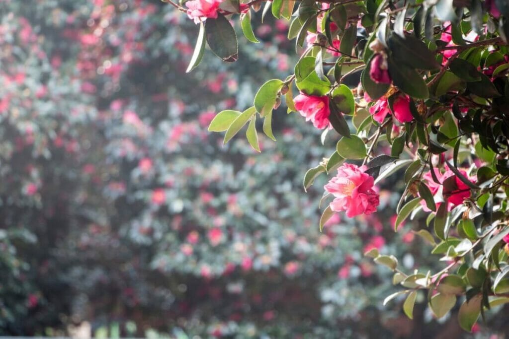 Quand les camélias fleurissent-ils ?
