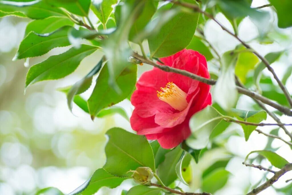 Facteurs contribuant à la taille des camélias